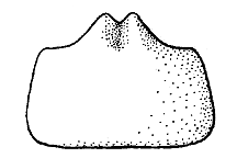 Melanoplus infantilis (Back View)