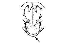 Melanoplus arizonae (Top View)