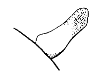 Melanoplus arizonae