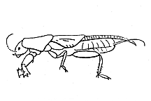 GRYLLOTALPIDAE, mole crickets; and TRIDACTYLIDAE, pygmy mole crickets