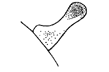 Melanoplus complanatipes