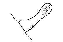 Melanoplus bispinosus