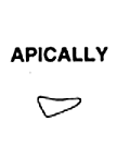 Cross sections from Pseudopomala brachyptera