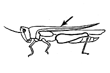 Antennae short, usually less than one-half the length of the body and with 30 segments or less. 