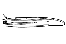 Paropomala wyomingensis figure