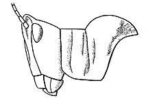 ""