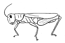 Front legs not greatly enlarged. 