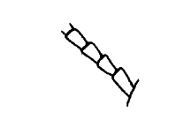 Basal segments from Orphulella pelidna