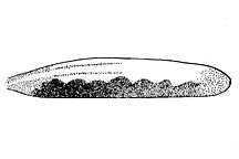 Syrbula montezuma figure