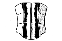 Syrbula admirabilis
