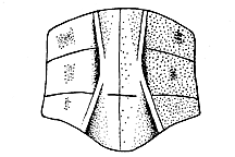 Syrbula montezuma