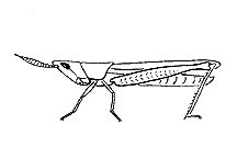 Antennae short, usually less than one-half the length of the body and with 30 segments or less. 