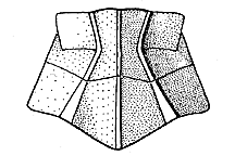 Phlibostroma quadrimaculatum