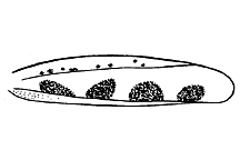 Phlibostroma quadrimaculatum figure