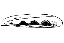 Phlibostroma quadrimaculatum figure