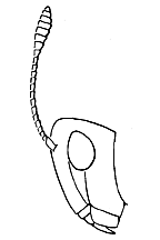 ""