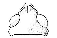 Chloealtis abdominalis