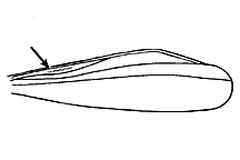 Chloealtis abdominalis figure