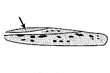 Cordillacris occipitalis figure