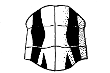 Cordillacris occipitalis