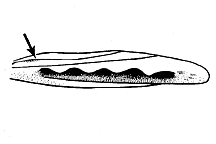 Cordillacris crenulata figure