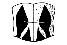 Cordillacris crenulata