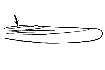 Orphulella speciosa figure