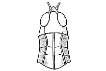 Orphulella pelidna