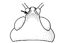 ""