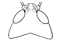 ""