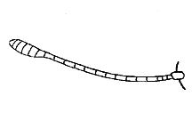 Aeropedellus clavatus
