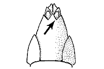 ""