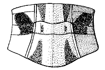 Stenobothrus brunneus