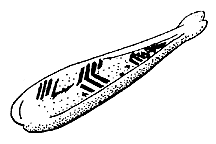 Stenobothrus brunneus