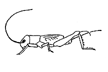Front legs not greatly enlarged. 