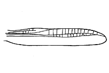 Stenobothrus brunneus figure