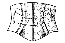 Ageneotettix deorum