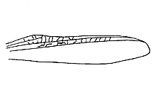 Ageneotettix deorum figure