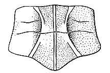 Psoloessa delicatula