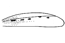 Psoloessa delicatula figure