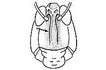 Psoloessa delicatula