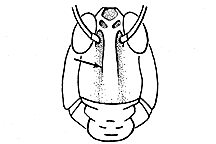 Psoloessa texana