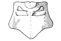 Cibolacris parviceps