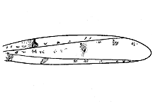 Cibolacris parviceps figure