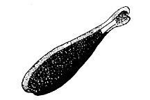 Arphia pseudonietana
