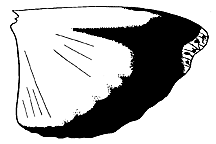 Arphia pseudonietana