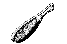 Arphia conspersa