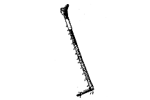 Arphia simplex