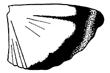 Arphia simplex