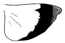 Arphia xanthoptera